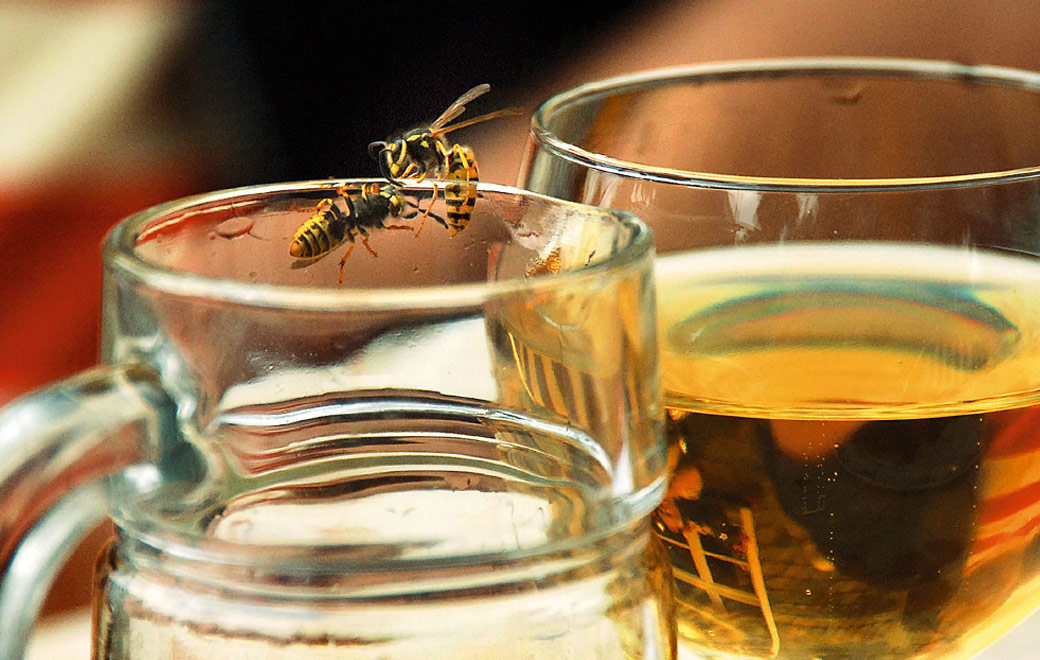 Anaphylaxie-Risiko. Bild einer Wespe an einem Bierglas.
